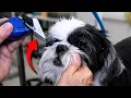 Why I Use This Tool When Grooming A Dog s Face