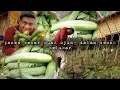 Download Lagu Serupa tapi tak sama panen besar buah ganule sayur kembaran oyong warta petani muda hidup di hutan