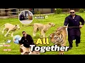 Download Lagu Lions’s \u0026 tiger’s enjoying rainy weather 🥹Mufasa Kay liay new toy a gaya 😍(mian saqib)