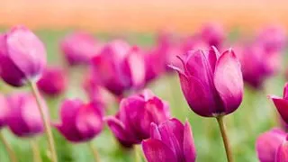 فوزي عبد المقصود            دندنها