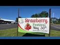 Mt Airy Orchards to host strawberry festival and craft show Saturday