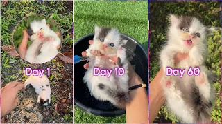 RESCUE KITTENS