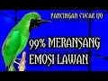 Lagu PEMBANGKIT EMOSI || CUCAK IJO GACOR JAMTROK FULL TEMBAKAN NGERI.