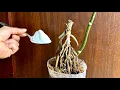 Download Lagu Mọi Hoa lan lập tức mọc từ gốc và nở hoa 4 mùa với 1 thìa này 