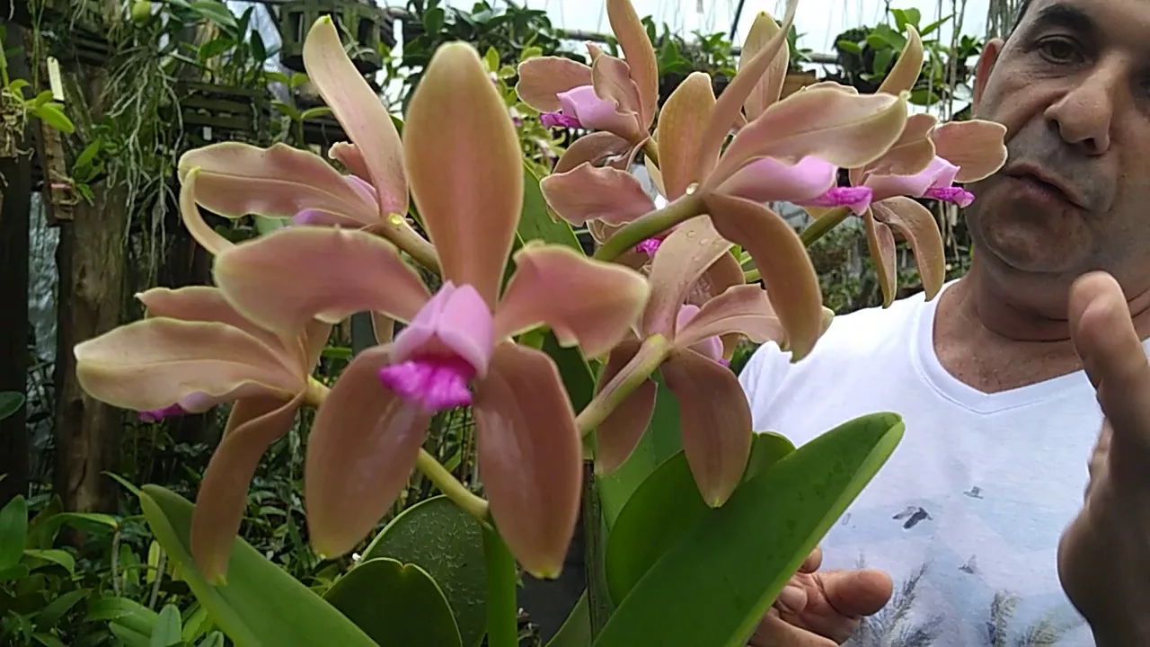 ORQUÍDEA CATTLEYA GUTTATA CULTIVO