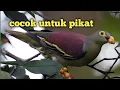 Download Lagu MP3 suara pikat burung punai lengguak kaca mata hijau stabilo