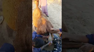 ضع هذا الغبار الجميل في المسروقات وضعه في المشهد الجميل بجمل صحراوي 