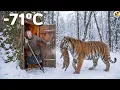 Lagu An Elderly Woman Rescues a Freezing Tiger Cub in Siberia — A Heart Touching Story