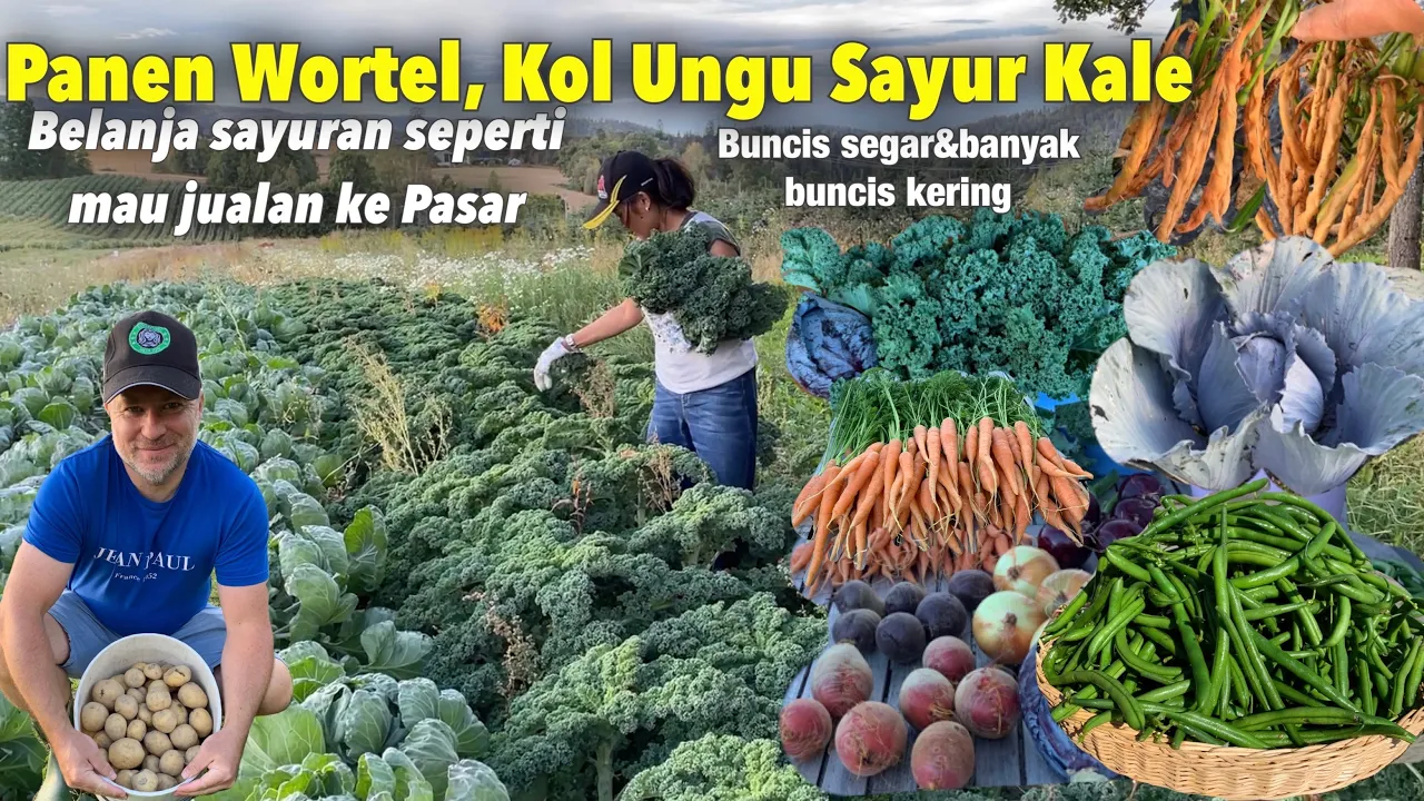 PANEN WORTEL, KOL UNGU, SAYUR KALE AMBIL SEMUA YANG DI MAU BUAT MINGGUAN DI SORE HARI