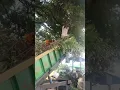 Download Lagu Beating the branches of the tamarind tree 👍#farmer Telugu