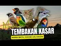 Download Lagu Masteran Tembakan Kasar Untuk Burung Murai Batu ,Cucak Ijo ,Kacer