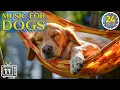 Download Lagu Deep Sleep Music For Dogs: 24 Hours of Cure Separation Anxiety \u0026 Calming Stress Relief For Dogs