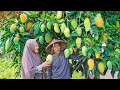 Download Lagu Memetik Mangga Manis di Kebun | Masak Sop Tetelan, Puding Mangga, Kering Tempe, dan Sambal Kecap
