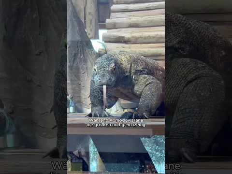 Komodowaran oder Flughund? Wer soll das Tier des Monats im Oktober werden? 🦎🦇 #hausdesmeeres
