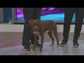 Pet of the Week Meet Keith the Playful Pup