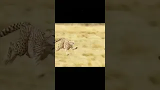 عز الخوي ان صكت الدنيا عليه ابوابها  عز الخوي ان صكت الدنيا عليه ابوابها