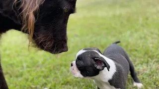 Buster meets 9 week old Ace for 1st time!