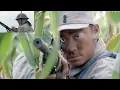 Download Lagu 傻小子一找到消音器就跑去拿日軍練手，打得他們哭爹喊娘。⚔️ |MMA |功夫 |战争 |中国电视剧 剧名⚔️#我的兄弟叫顺溜
