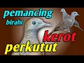 Download Lagu Perkutut lokal ngerot. ( Pemancing birahi )