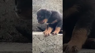 Dog Free Free Available Dog Puppy Dog Shorts Rottweilerdog Comment Like Subscribe 