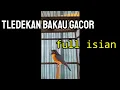 Download Lagu tledekan bakau gacor full isian, tidak kalah dengan tledekan gunung bro.
