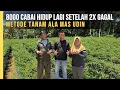 Download Lagu Recovering from Thrips-Caused Failure, 8,000 Chilies Resurrected Using Mas Udin's Method