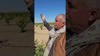 اشتري خوخ مشمش برقوق جوافه منجا طارحين   سمد تجمع              اسامه الفار دندنها