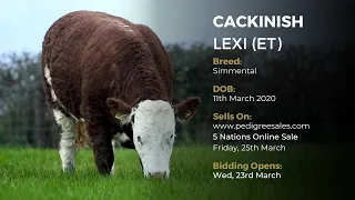 CACKINISH LEXI ET - Simmental