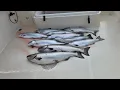 LIVE - Fishing Report