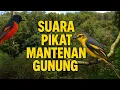 Download Lagu Suara pikat panggilan burung mantenan gunung jantan \u0026 betina | audio jernih HD