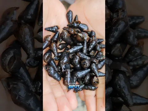 Menangkap siput ireng 🐌✨