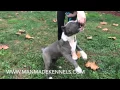 Best Blue Pitbull Puppy On Earth ManMade Kennels Puppies