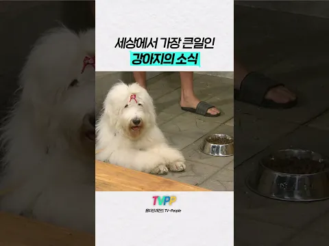 【#TVPP】심장 철렁할 세상에서 가장 큰일인 강아지의 소식 | 지붕뚫고하이킥 | TVPP | MBC 091020 방송 외