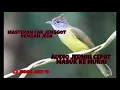 Download Lagu masteran cucak jenggot dengan jeda dijamin cepat masuk murai