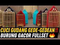 Download Lagu CUCI GUDANG GEDE GEDEAN ‼️ BURUNG GACOR PRESTASIAN DI JUAL FULLSET \u0026 GRATIS ONGKIR