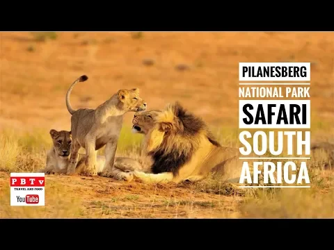 Download MP3 PILANESBERG NATIONAL PARK SAFARI, SUN CITY, SOUTH AFRICA