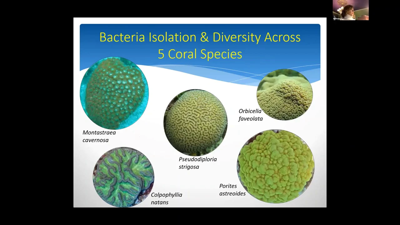 Probiotics, Essential Oils and Freeze Drying: Researching Stony Coral Disease Interventions