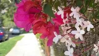 جايبلي سلام فيروز 