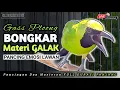 Download Lagu CUCAK IJO GACOR NGEPLONG EMOSI, pancingan dan masteran cucak ijo rajin bunyi