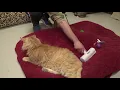 Schticky Pet Hair Remover Does It Really Work