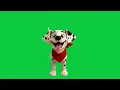The little Dalmatian with the red scarf is playing 4k Green Screen