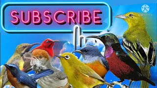 suara pikat burung sirtu kombinasi burung kecil