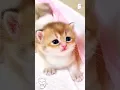Download Lagu Kitty mueza❤️🫶🏻 #cat #shorts #mueza #youtubeshorts #lovecats