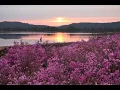 Lagu Aerial China: azaleas bloom at Da Hinggan Ling| CCTV English