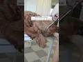 DIY Grooming for Goldendoodles