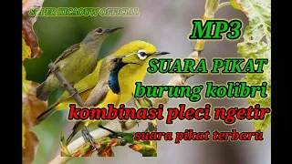 Download pikat burung Kolibri kombinasi pleci ngentir MP3