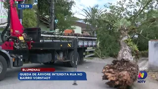 Blumenau: queda de árvore interdita rua no bairro Vorstadt