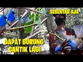 Download Lagu Kalau Kaya Gini Bikin Nagih Mikat Burung Selendang Biru Dapat Anakanya