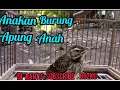 suara anakan burung apung tanah
