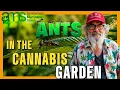 Are Ants Harmful to Cannabis Plants Uncovering the Truth